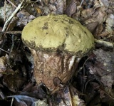 Calvatia craniiformis image