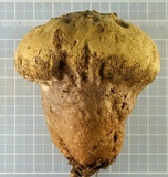 Calvatia craniiformis image