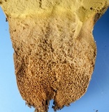 Calvatia craniiformis image
