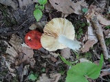 Russula maculata image