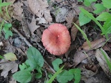 Russula maculata image