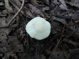 Hygrocybe angustifolia image