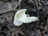 Hygrocybe angustifolia image