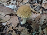 Leccinellum quercophilum image