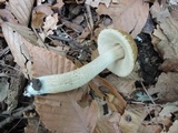 Leccinellum quercophilum image