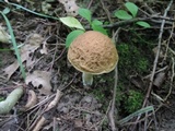 Leccinellum quercophilum image