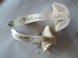 Leccinellum quercophilum image
