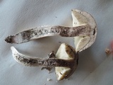 Leccinellum quercophilum image