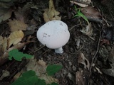 Laccaria ochropurpurea image