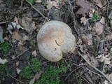 Lactarius maculatus image
