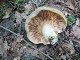 Lactarius maculatus image