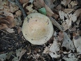 Lactarius maculatus image