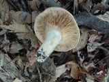 Lactarius maculatus image