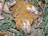 Calvatia pachyderma image