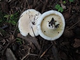 Lactarius subvellereus image