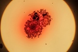 Berkleasmium conglobatum image