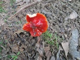 Hygrocybe acutoconica image