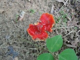 Hygrocybe acutoconica image