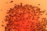 Berkleasmium conglobatum image