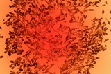 Berkleasmium conglobatum image