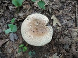 Russula compacta image