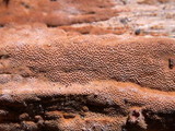 Fuscoporia ferrea image