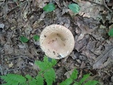 Russula compacta image