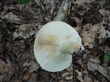 Russula compacta image