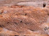 Fuscoporia ferrea image