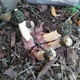 Phallus hadriani image