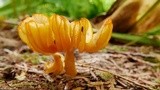 Humidicutis marginata var. olivacea image