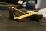 Leccinum rubropunctum image