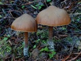 Psilocybe aucklandiae image