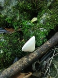 Phillipsia subpurpurea image