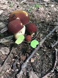 Xanthoconium purpureum image
