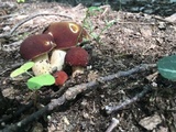 Xanthoconium purpureum image