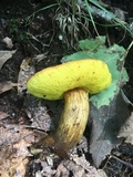 Aureoboletus innixus image