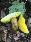 Aureoboletus innixus image