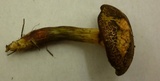 Boletus chrysenteron image