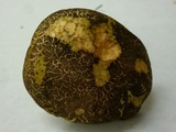 Boletus chrysenteron image