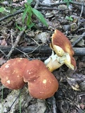 Xanthoconium purpureum image