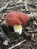 Xanthoconium purpureum image