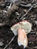 Xanthoconium purpureum image