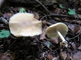 Marasmius nigrodiscus image