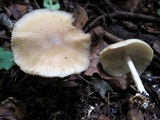 Marasmius nigrodiscus image