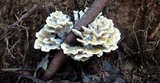 Thelephora vialis image