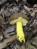 Boletus auripes image