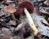Cortinarius corrugatus image