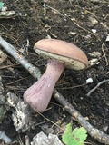 Tylopilus plumbeoviolaceus image