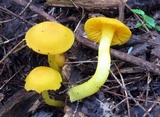Humidicutis marginata image
